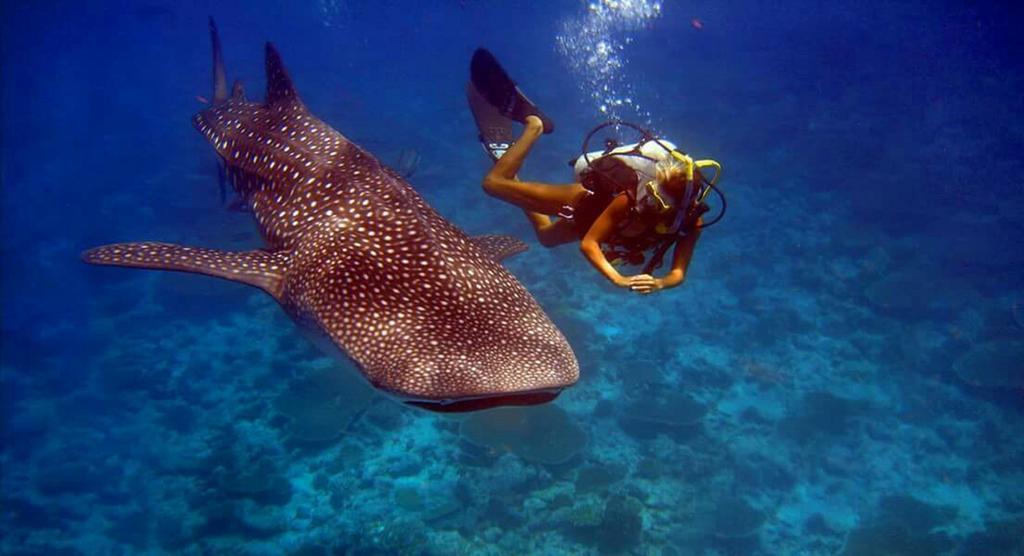 Отель Batuta Maldives Surf View Тулусду Экстерьер фото